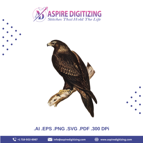 Wedge-tailed Eagle Vector – Majestic Australian Raptor Illustration